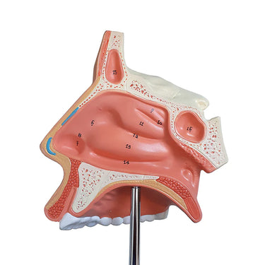 Modelo de Nariz con Cavidad Nasal