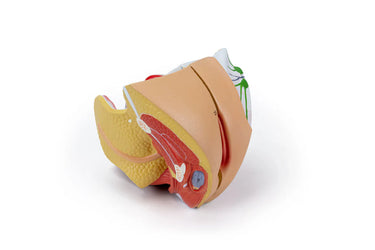 Modelo de Órgano Genital Femenino, 4 Partes