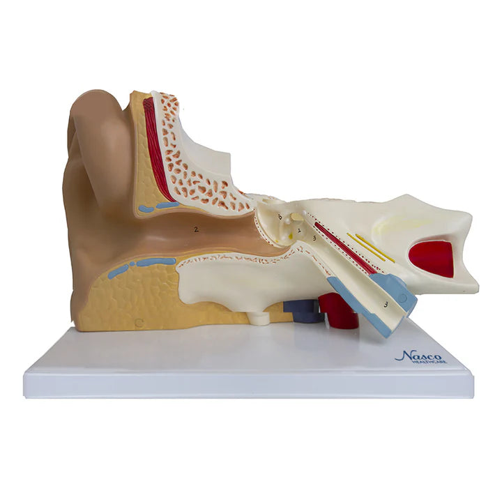 Modelo de Oído, 3X Ampliado (6 Piezas)