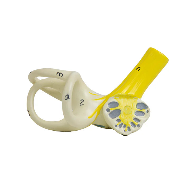 Modelo de Oído, 3X Ampliado (6 Piezas)