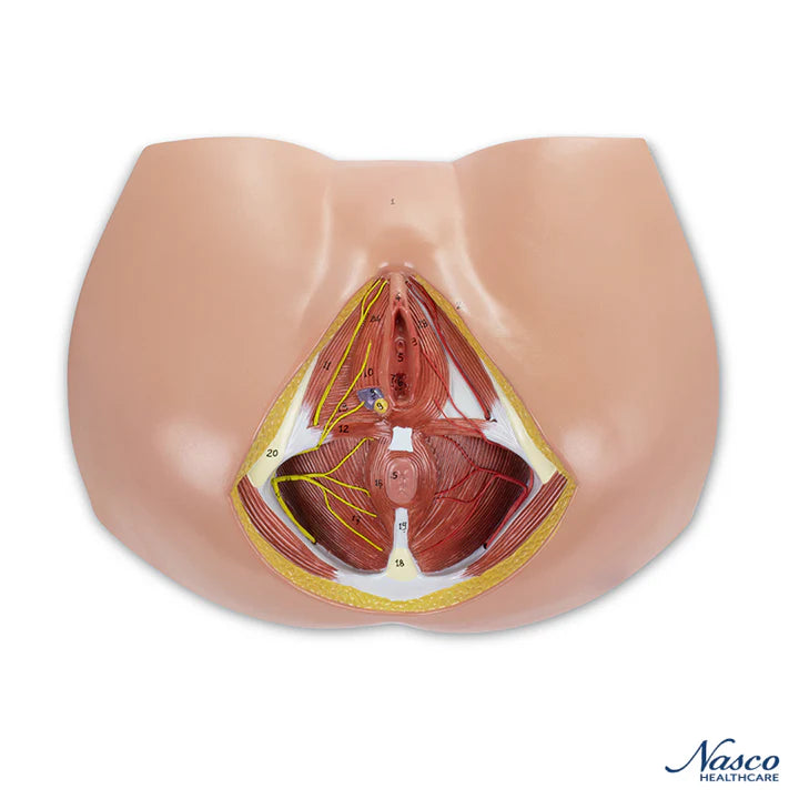 Modelo de Perineo Femenino