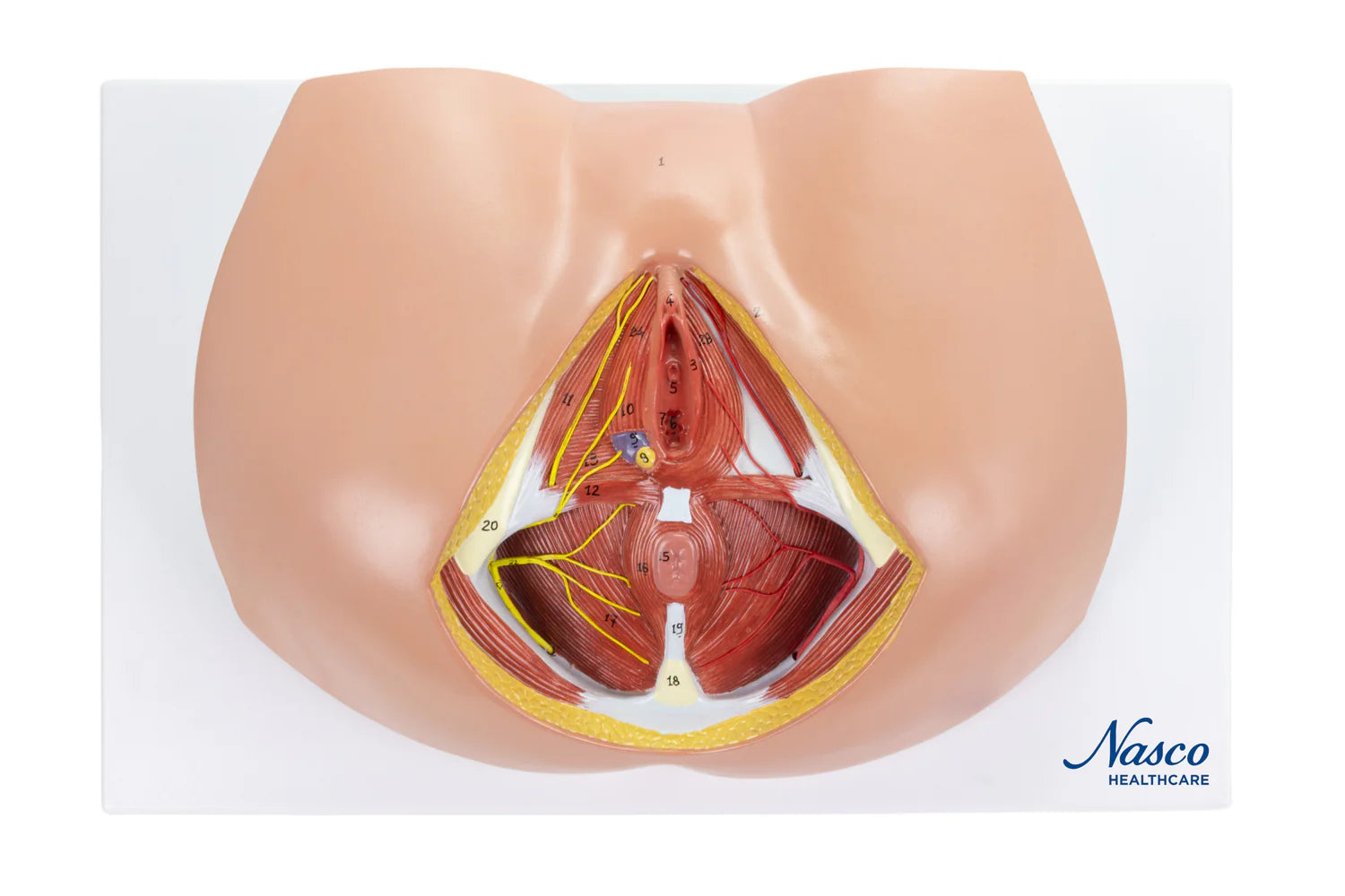 Modelo de Perineo Femenino