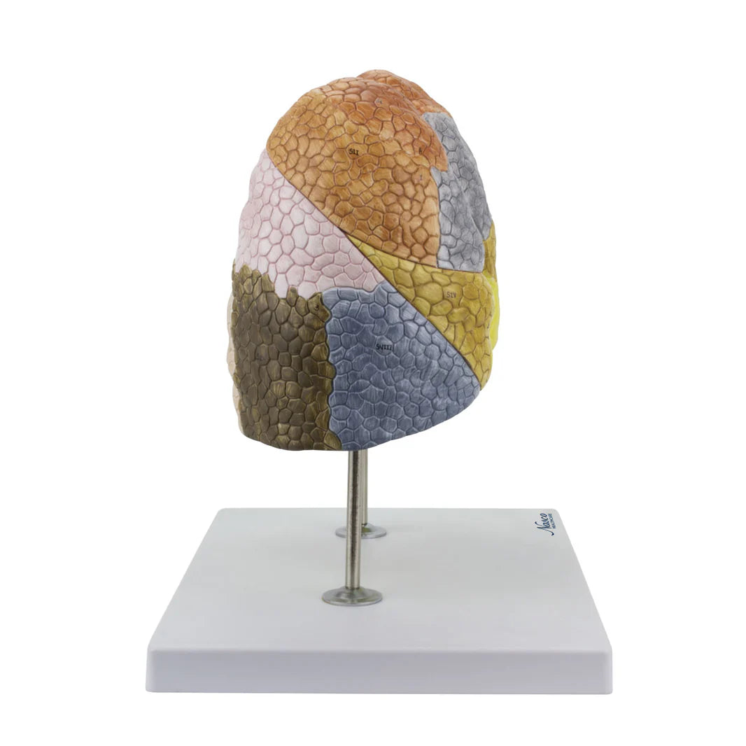 Modelo de Pulmón Segmentado