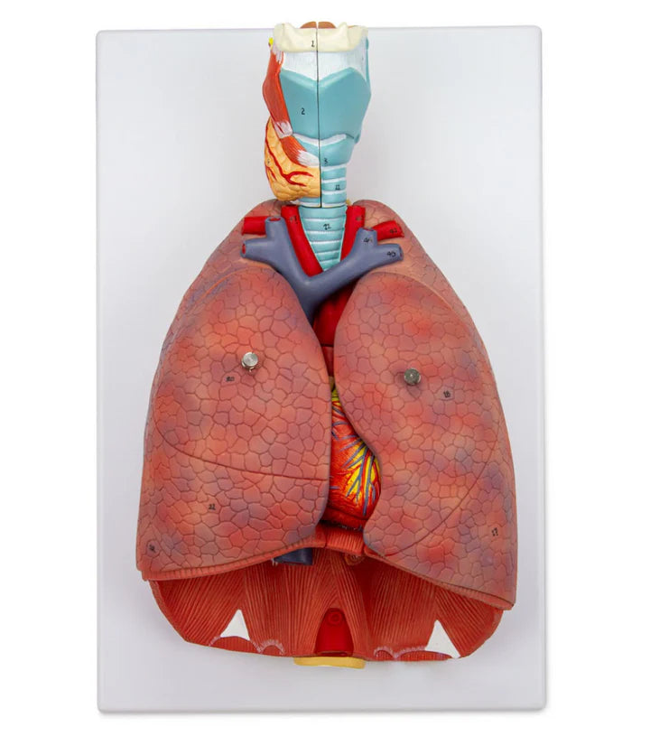 Modelo Anatómico de Pulmones con Laringe