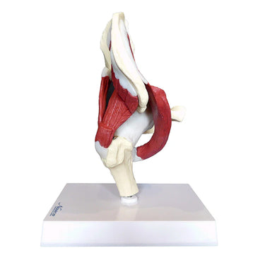 Modelo de Articulación de la Cadera con Músculos