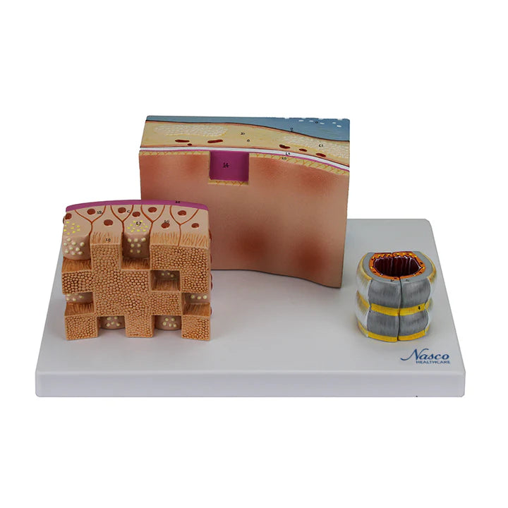 Modelos de Sección de Tráquea