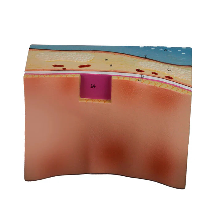 Modelos de Sección de Tráquea