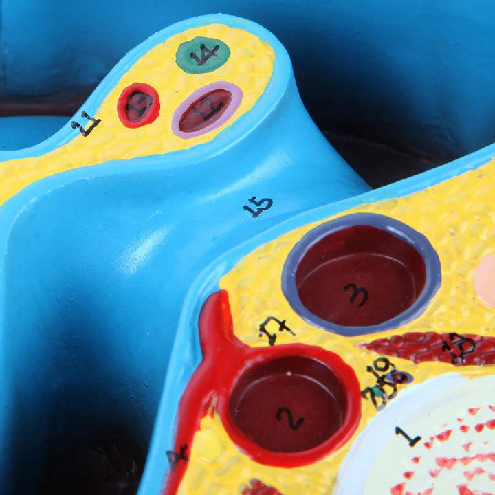 Modelo de Sección Axial del Abdomen