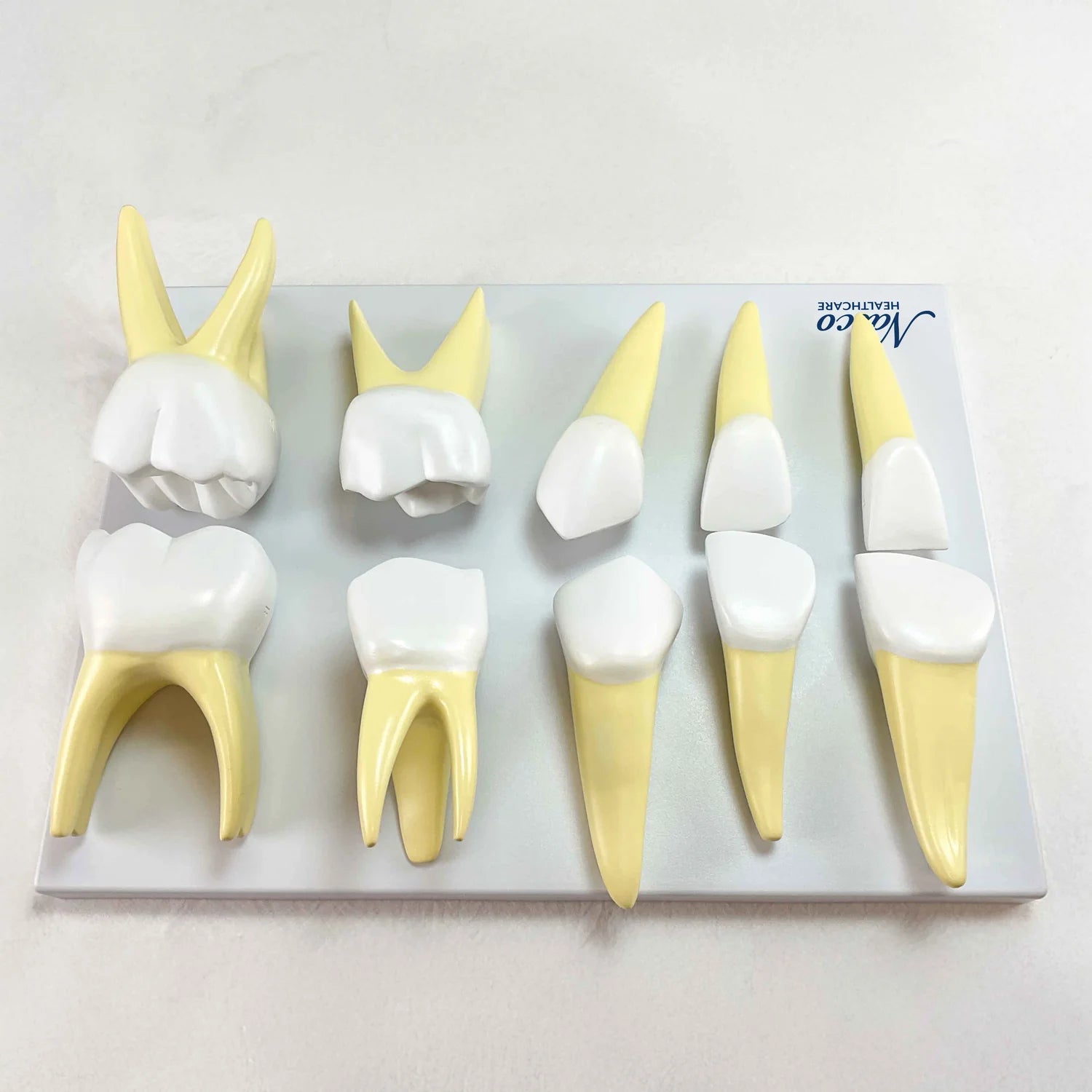 Modelos de Dientes de Bebé, Ampliados 10X