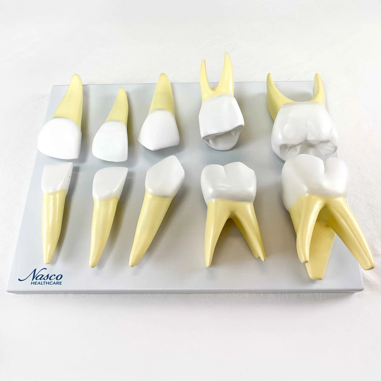 Modelos de Dientes de Bebé, Ampliados 10X