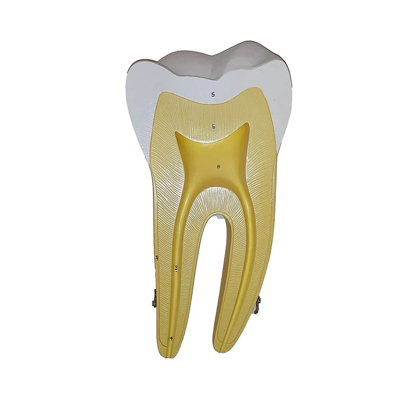 Modelos de Dientes, Ampliados 10X, 5 Partes