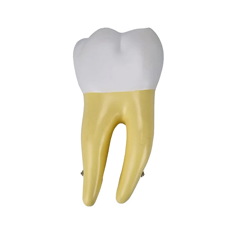 Modelos de Dientes, Ampliados 10X, 5 Partes
