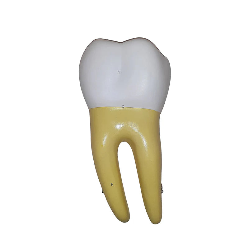 Modelos de Dientes, Ampliados 10X, 5 Partes