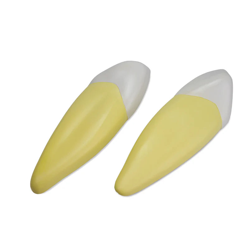 Modelos de Dientes, Ampliados 10X, 5 Partes