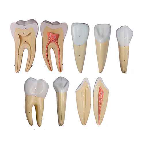 Modelos de Dientes, Ampliados 10X, 5 Partes