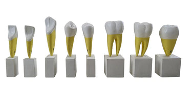 Modelos de Dientes, Ampliados 4X, 16 Partes