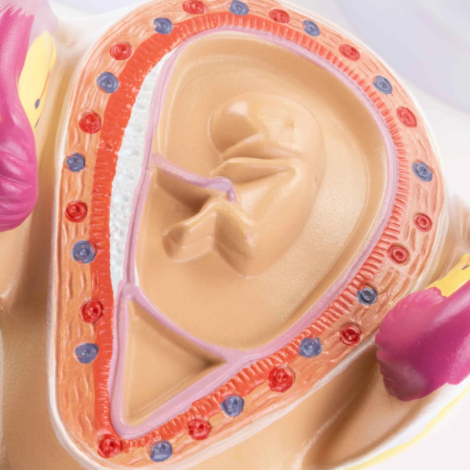 Modelos de Serie de Embarazo, Juego de 8