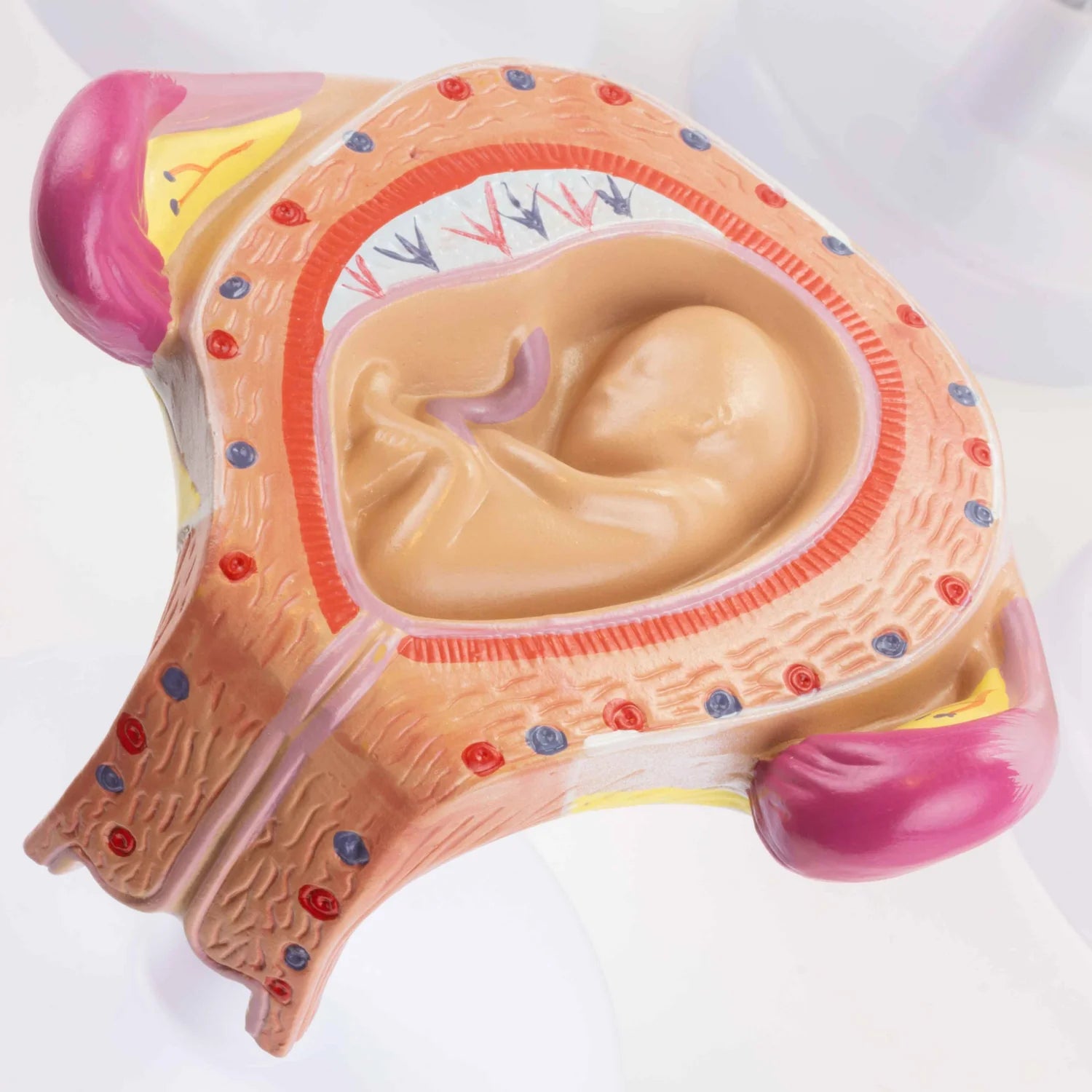 Modelos de Serie de Embarazo, Juego de 8