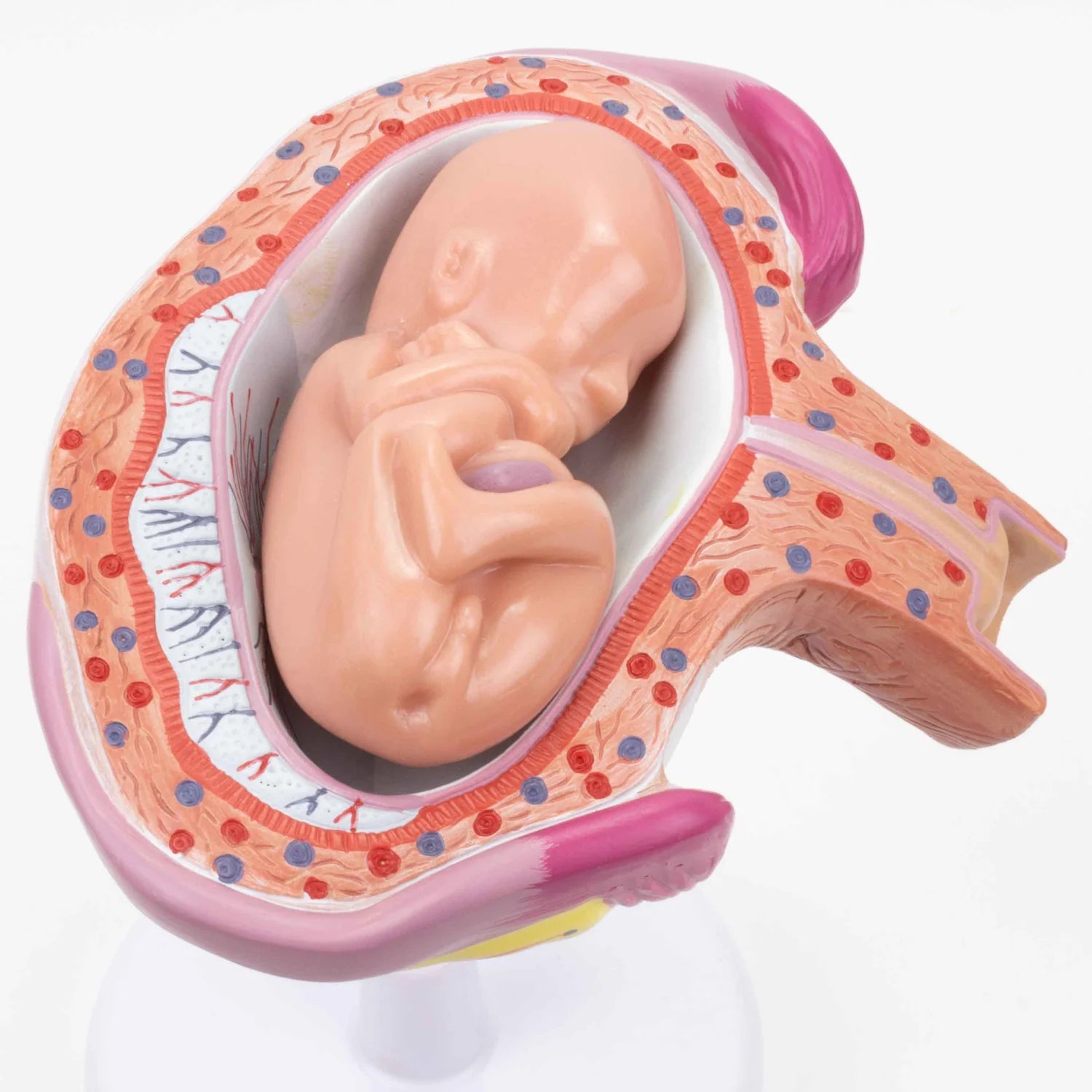 Modelos de Serie de Embarazo, Juego de 8