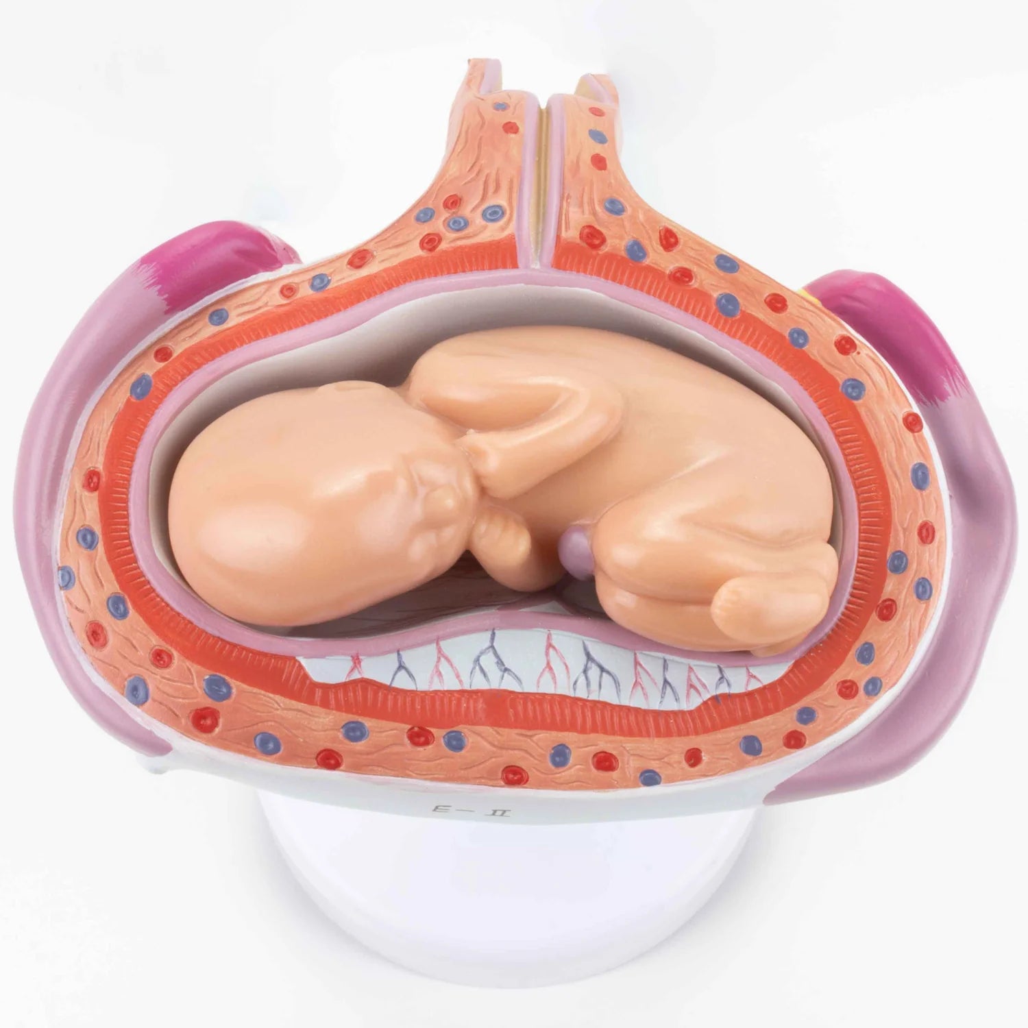 Modelos de Serie de Embarazo, Juego de 8