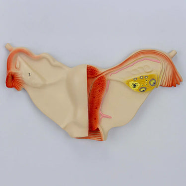 Modelo del Sistema Endocrino