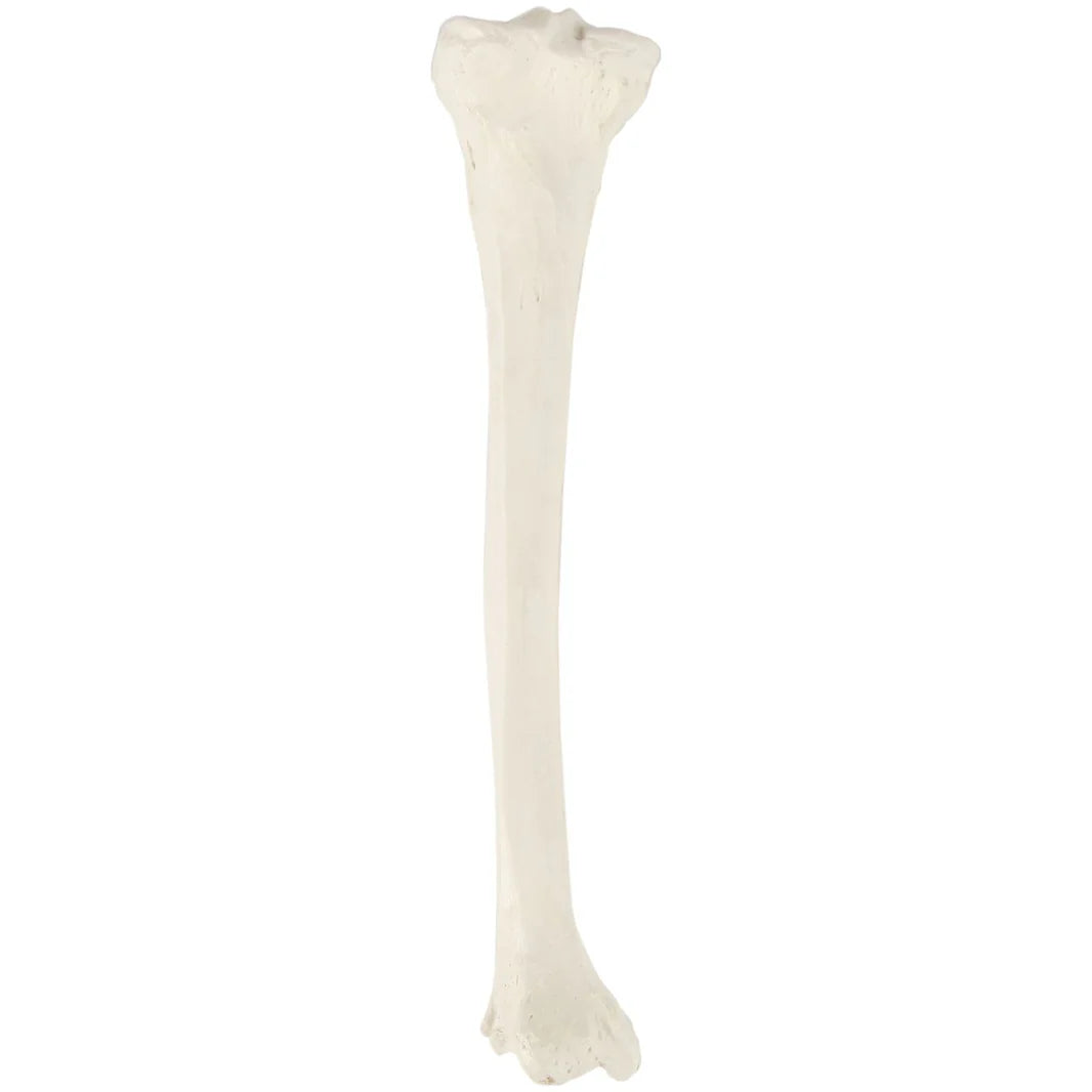 Modelo de Tibia