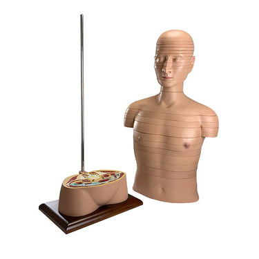 Modelo de Sección de Torso, 24 Discos