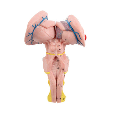 Modelo del Tronco Cerebral, Cerebelo y Cuarto Ventrículo, 3 Partes