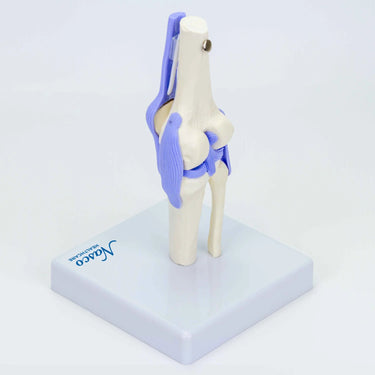 Modelo Mini de Articulación de la Rodilla, Tamaño Medio