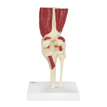 Modelo de Rodilla con Músculos
