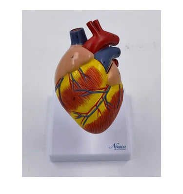 Modelo de Corazón Canino