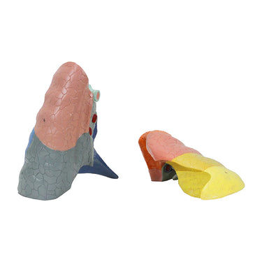 Modelo de Cavidad Torácica, 16 Partes