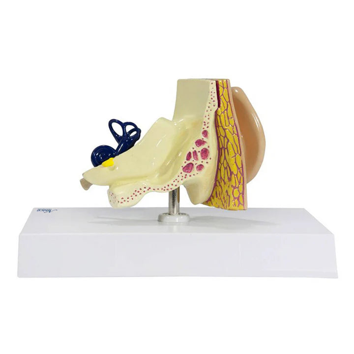 Modelo de Oreja
