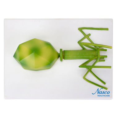 Modelo de Bacteriófago, Ampliado