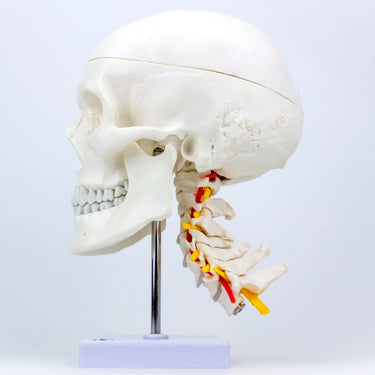 Modelo clásico de calavera montada en la columna cervical