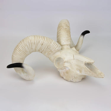 Modelo de Cráneo de Oveja