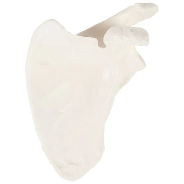 Modelo de Escápula
