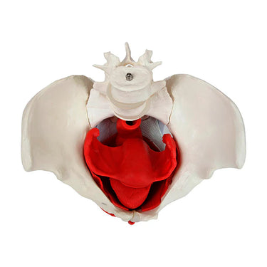 Modelo de Pelvis Femenina, 6 Partes