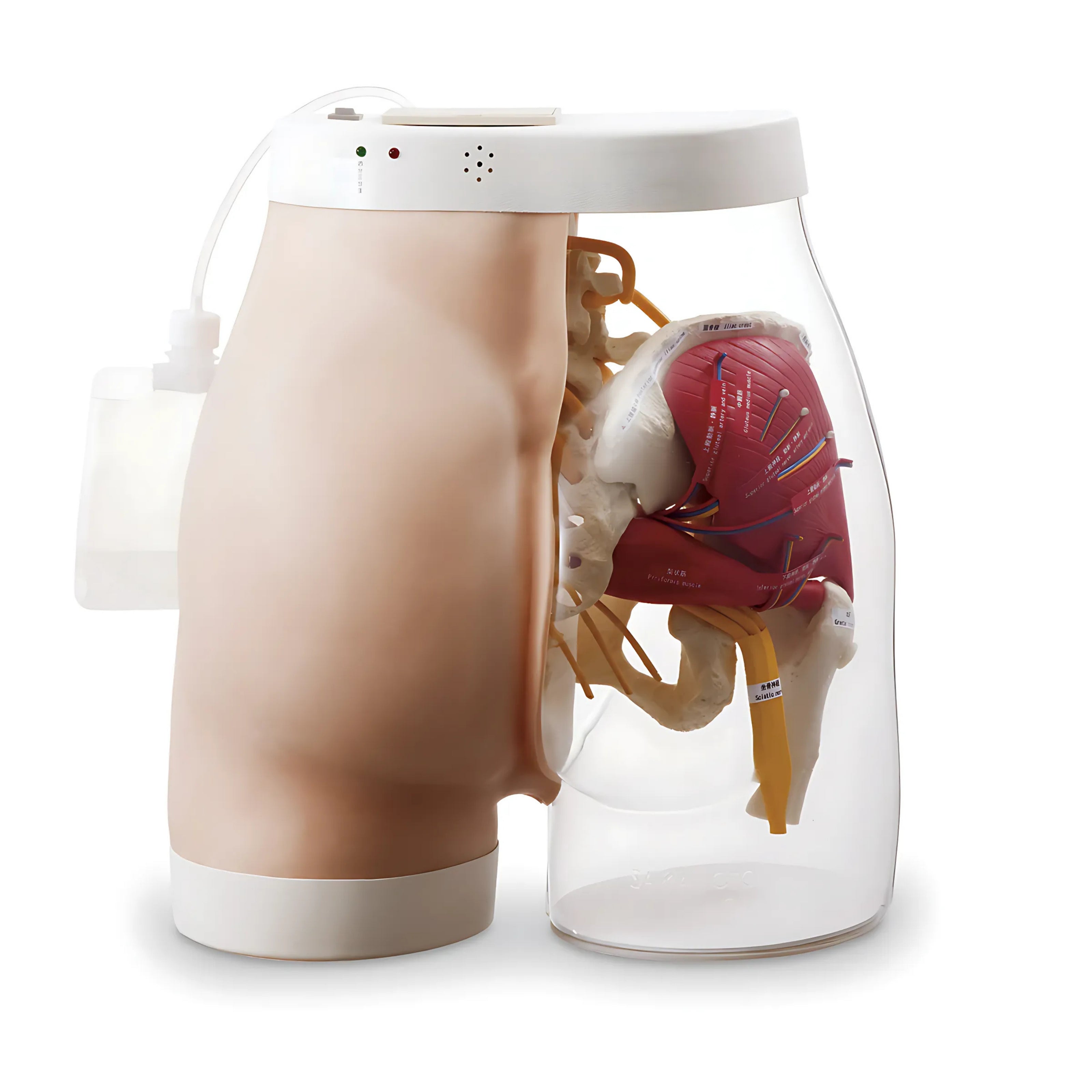 Modelo de inyección intramuscular