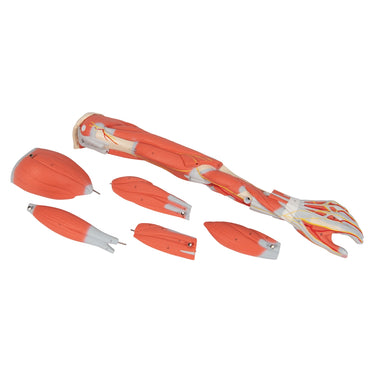Brazo con Músculos Diseccionables, Desmontable en 6 Piezas