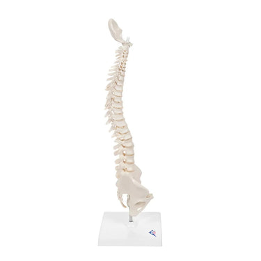 Columna vertebral miniatura, elástica, sobre soporte