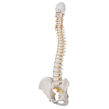Columna Flexible – Versión Clásica