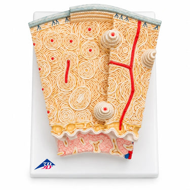 3B MICROanatomy – Estructura de los huesos, aumentado 80 veces