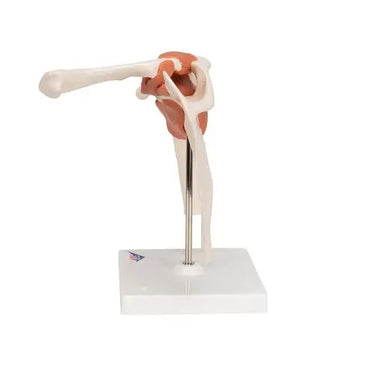 Articulación del Hombro – Modelo Funcional