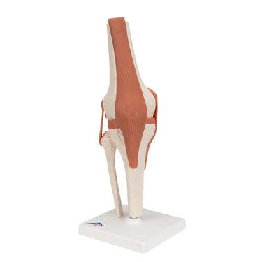 Articulación de la Rodilla – Modelo Funcional