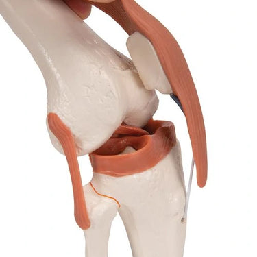 Articulación de la Rodilla – Modelo Funcional