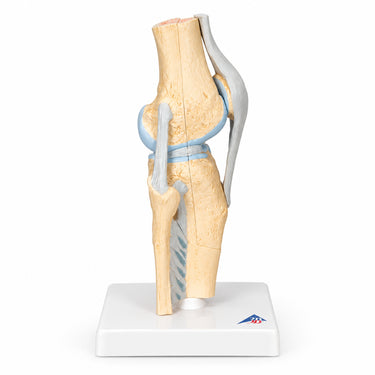Modelo de la articulación de la rodilla, dividido en 3 partes