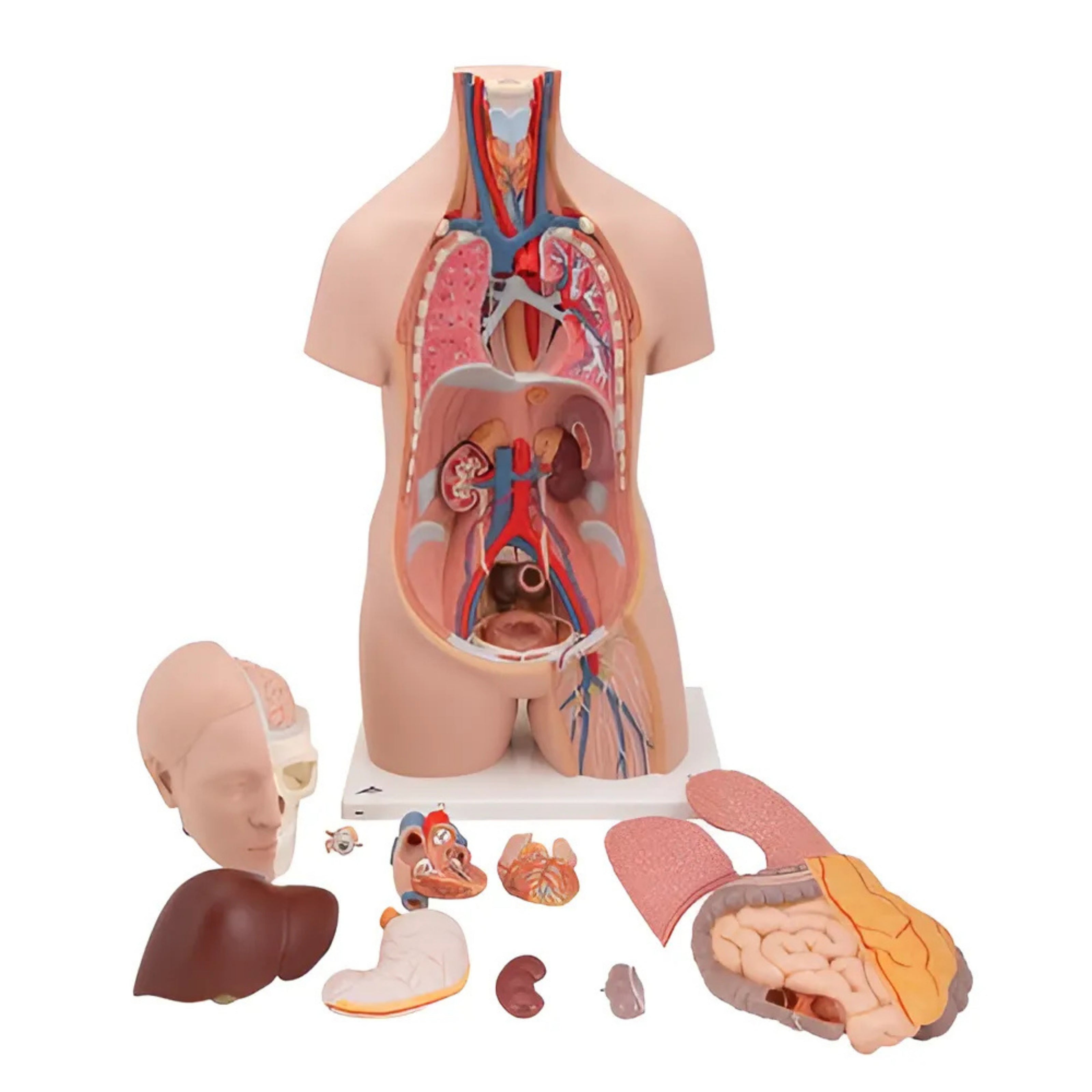 Torso Clásico Asexuado, 12 Partes - 3B Smart Anatomy