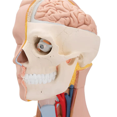 Torso Clásico Asexuado, 12 Partes - 3B Smart Anatomy