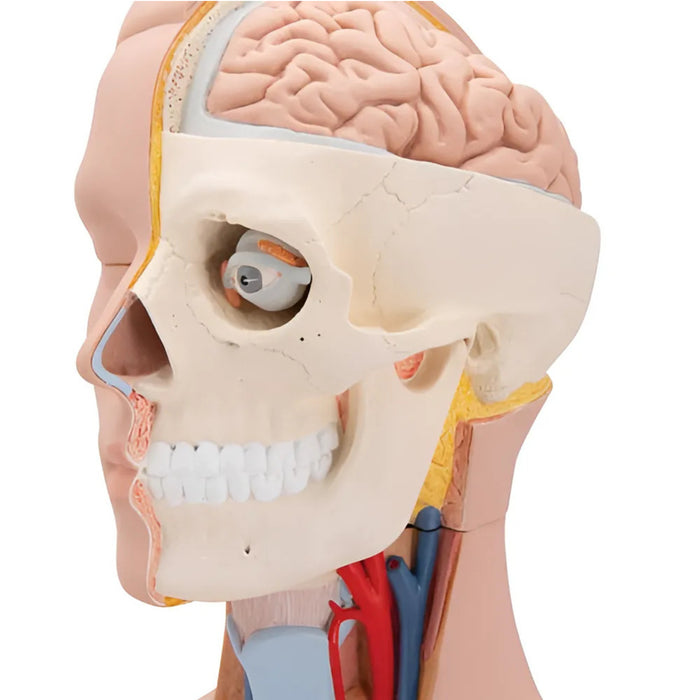 Torso Clásico Asexuado, 12 Partes - 3B Smart Anatomy